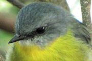 Eastern Yellow Robin (Eopsaltria australis)